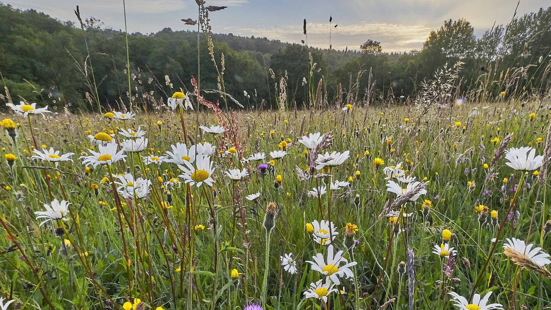 Biodiversity and how we select companies