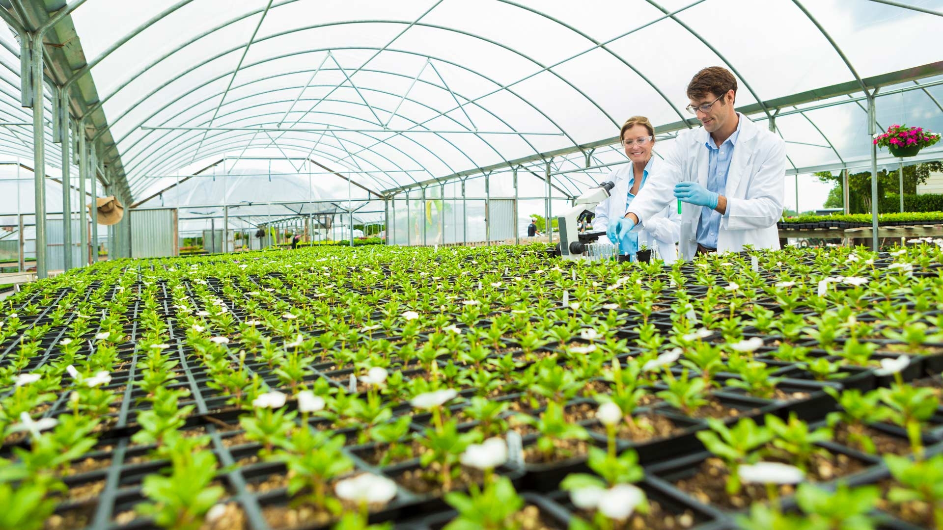 The magic of microbes&nbsp;