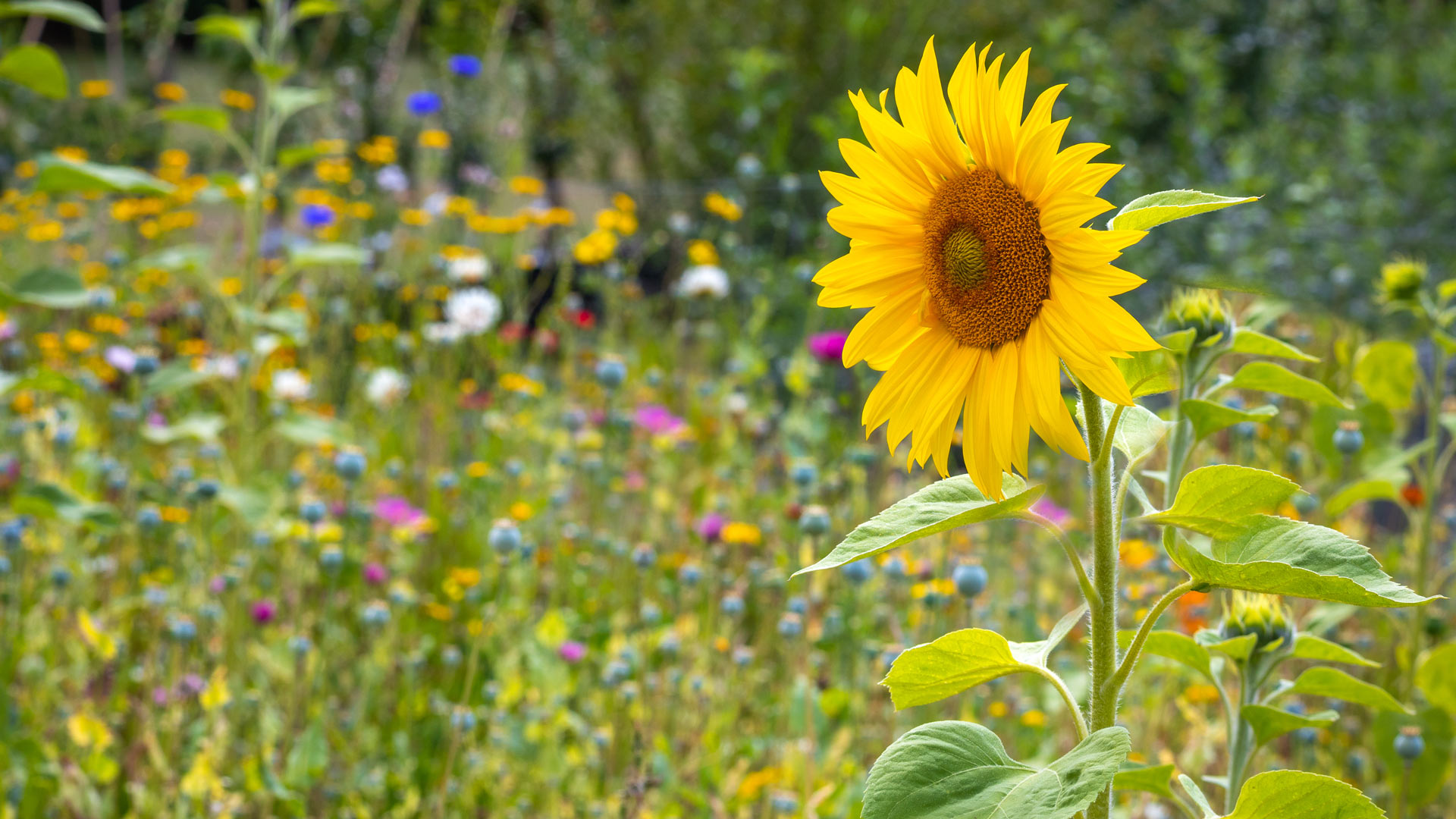 A positive case for sustainable investment