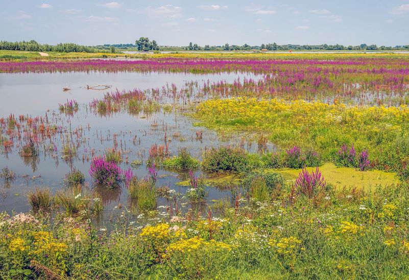 Image for: Biodiversity Q&A