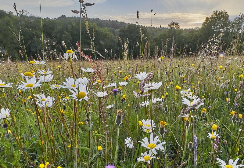 Image for: Biodiversity and how we select companies