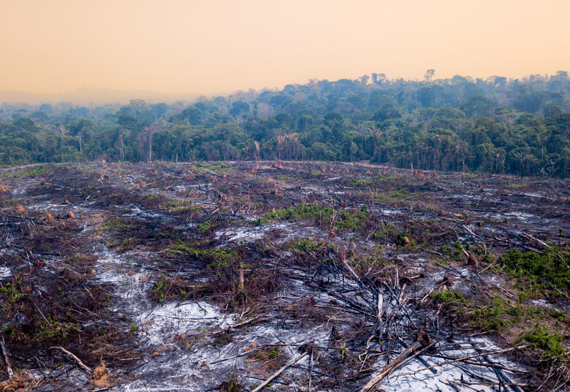 Image for: Biodiversity and the importance of stewardship