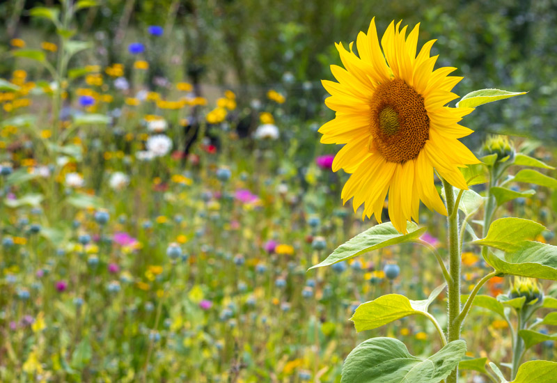 Image for: A positive case for sustainable investment