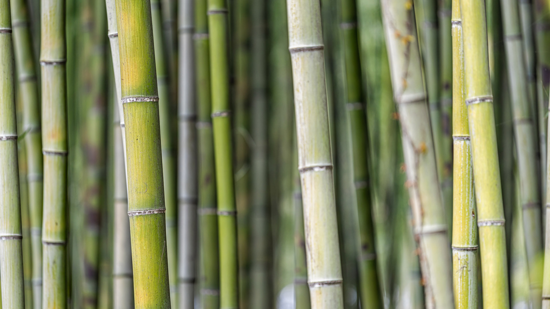 Asia Pacific All Cap