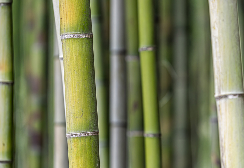 Image for: Asia Pacific All Cap: Thoughts