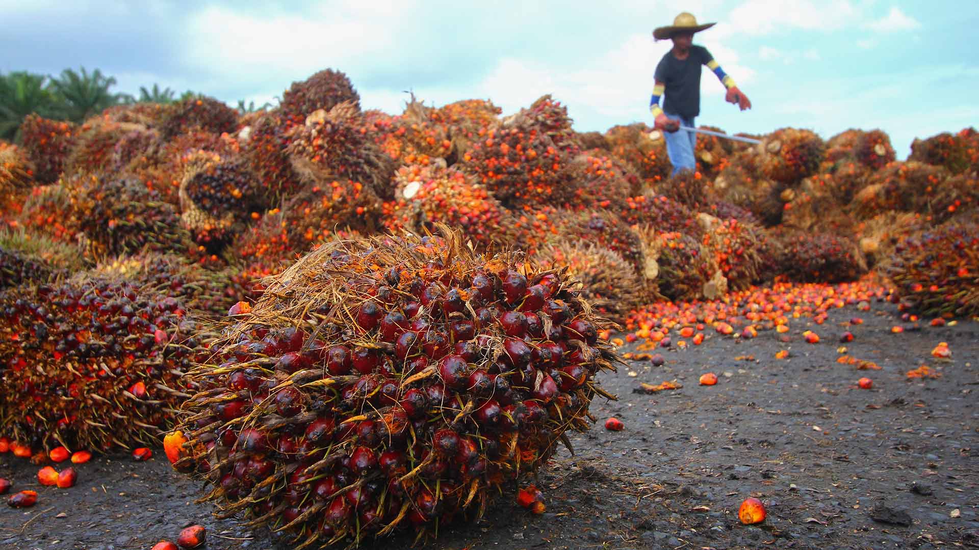 Sustainable palm oil?