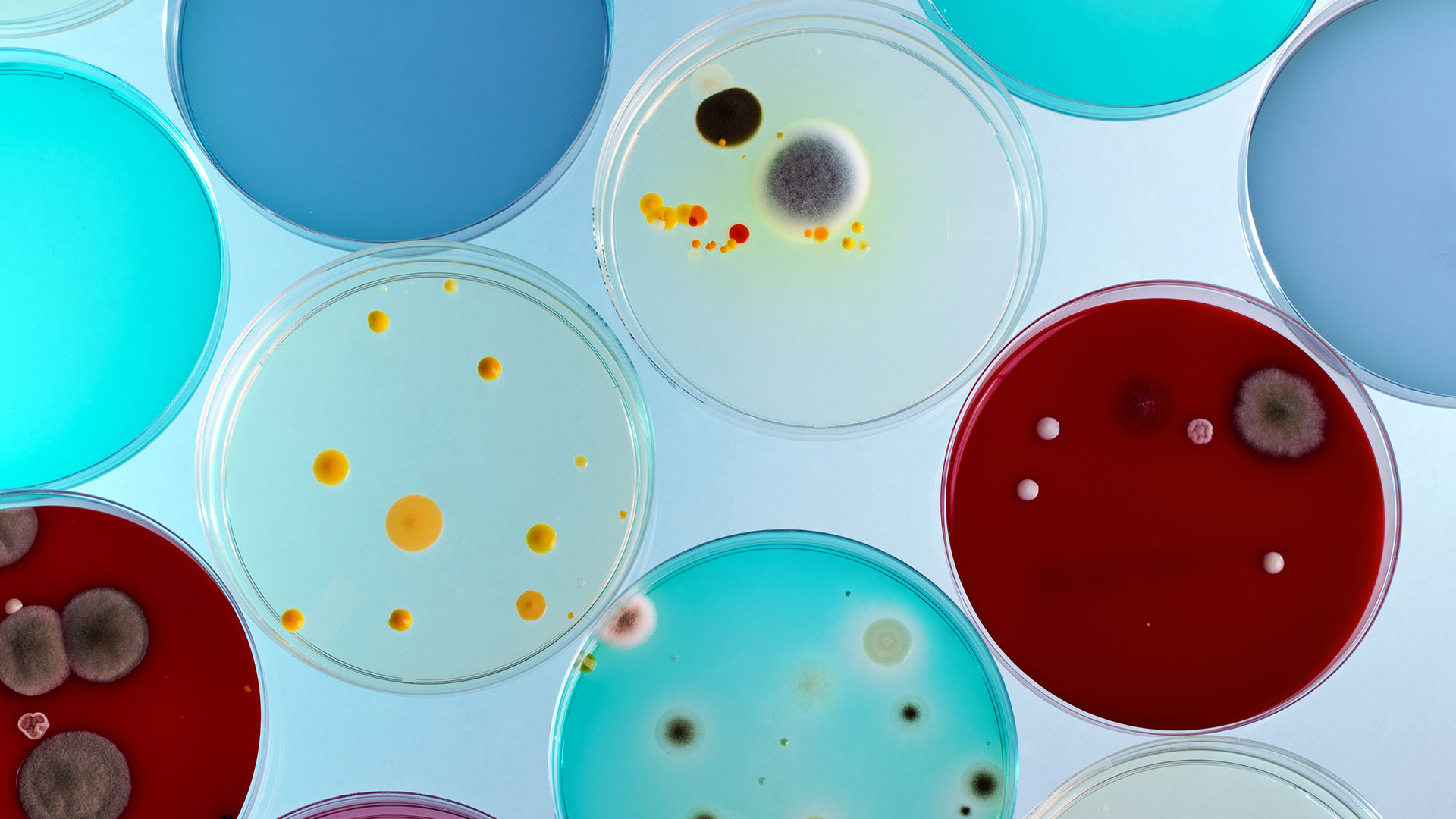 Our Human Development Pillars