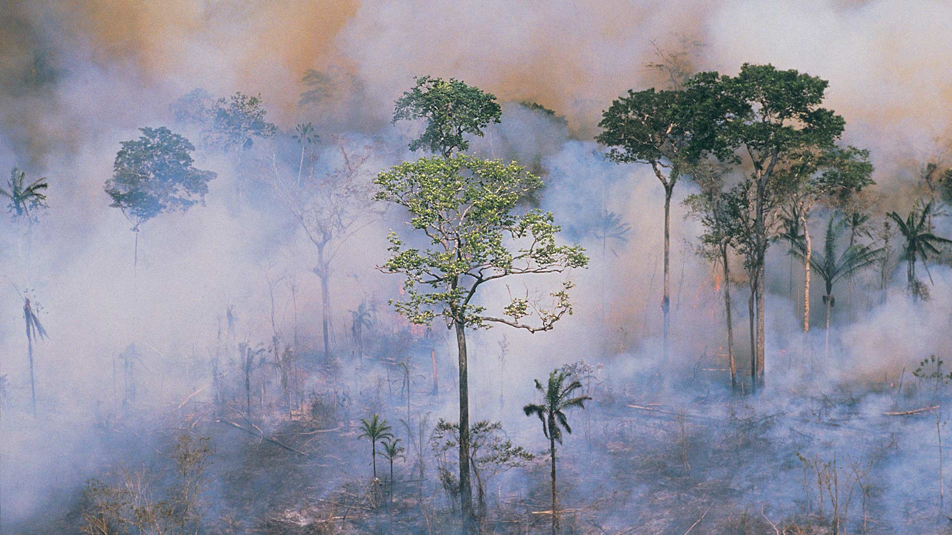 Amazon fires, Global Deforestation and what we are doing about it