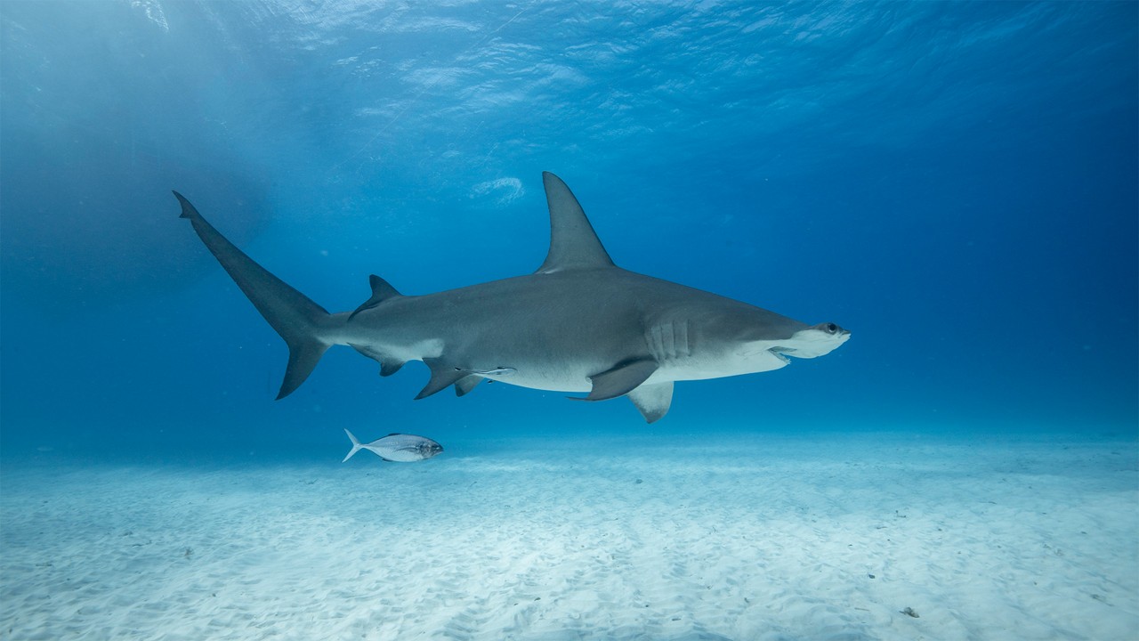 Shark swimming in the ocean
