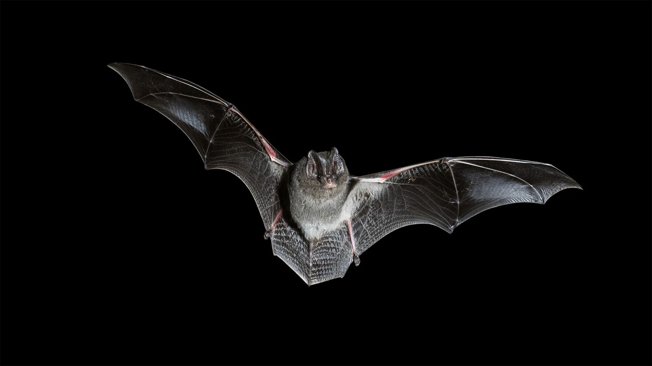 Bat flying with spreaded wings